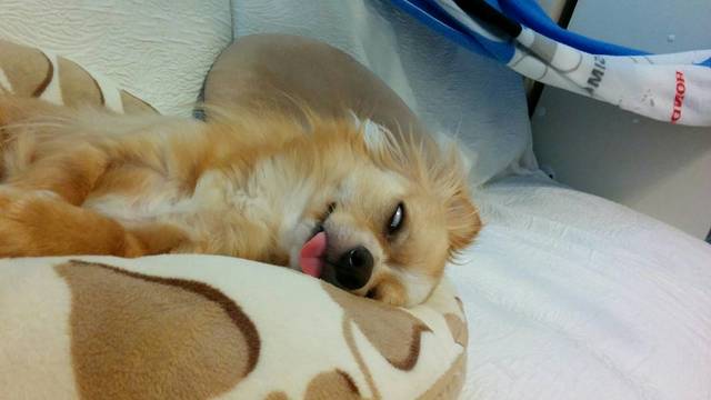 チワワ