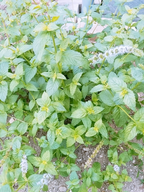 20180712_185331_731.jpg