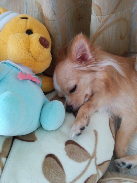 ヴェル