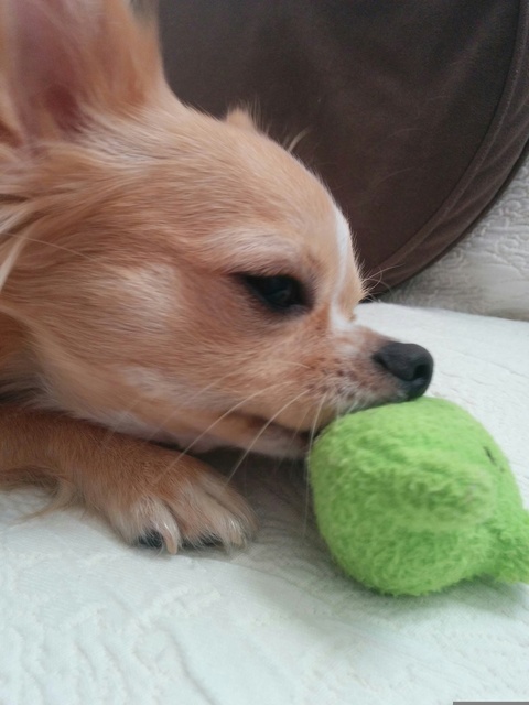 チワワ