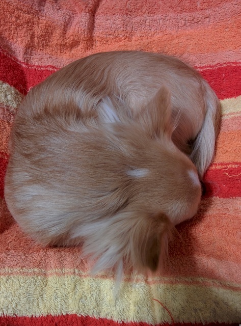 愛犬