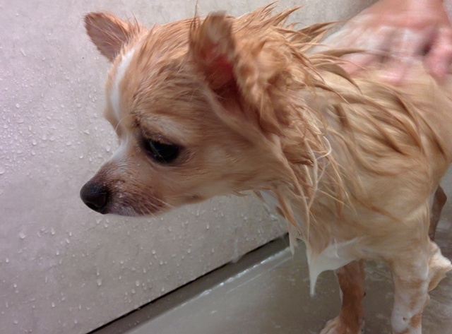 犬のシャンプー