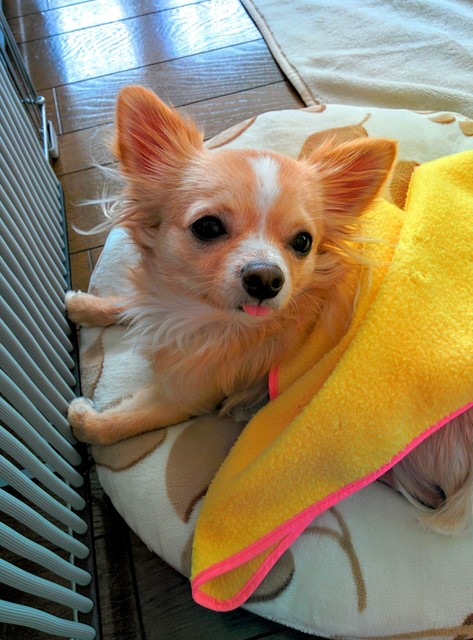 愛犬