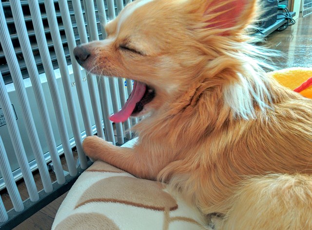 愛犬