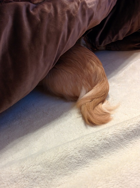 愛犬