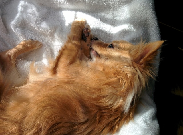 愛犬