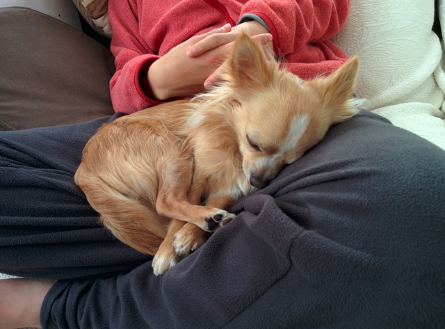 愛犬