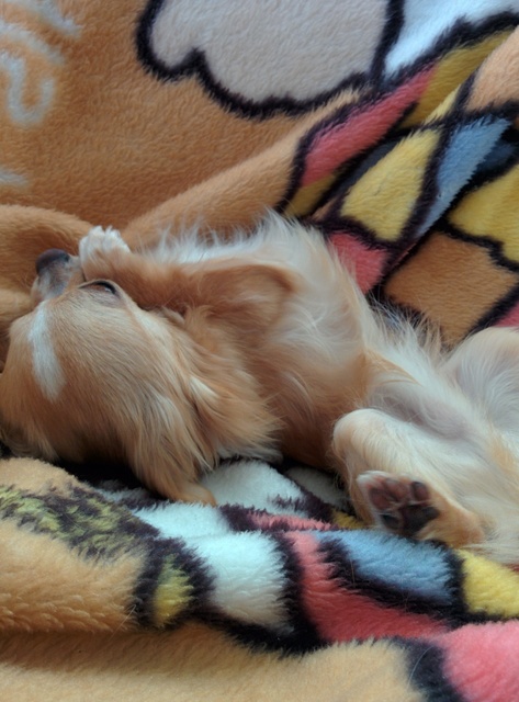 愛犬