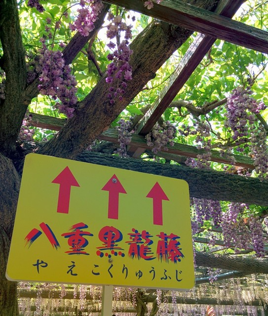 藤まつり