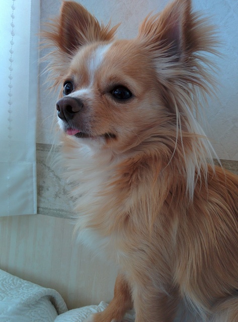 愛犬の日