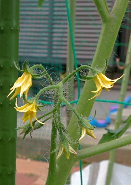 トマトの花