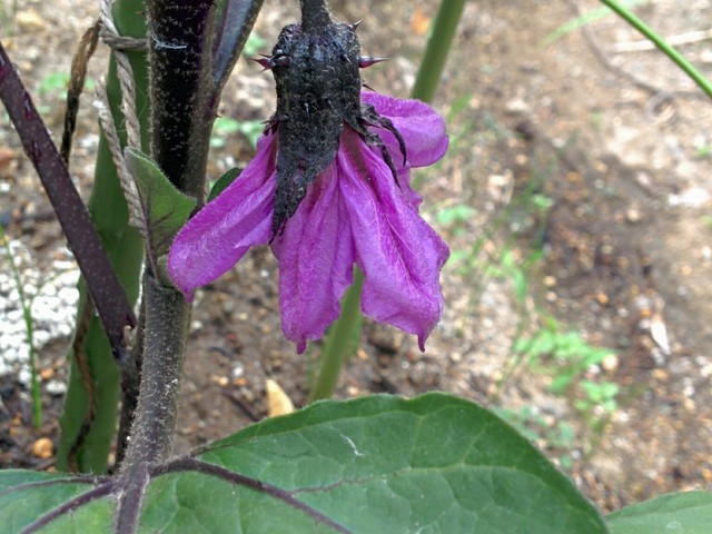 ナスの花