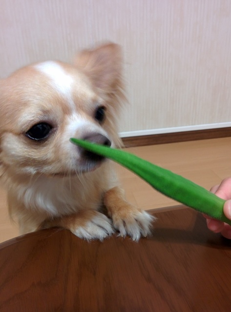 チワワ