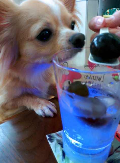 チワワ