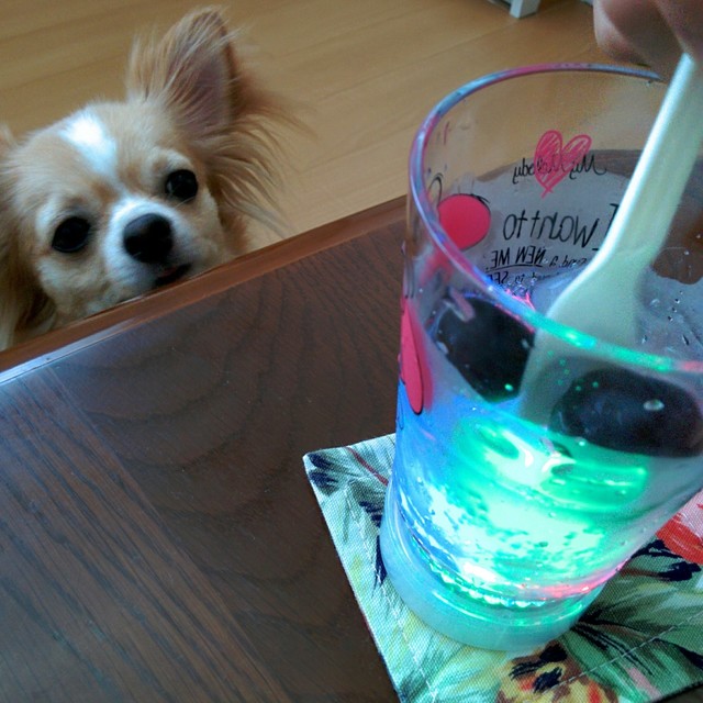 チワワ