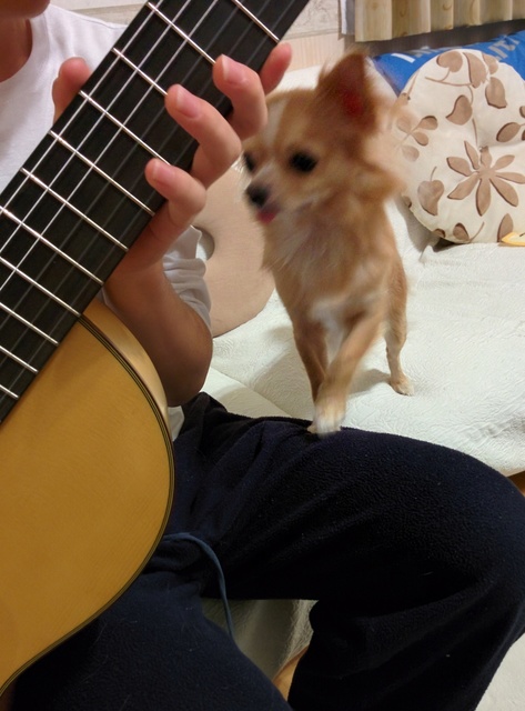 チワワ