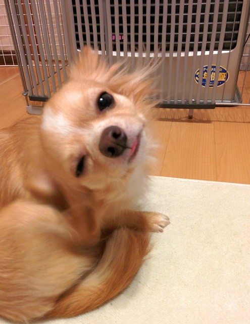 チワワ