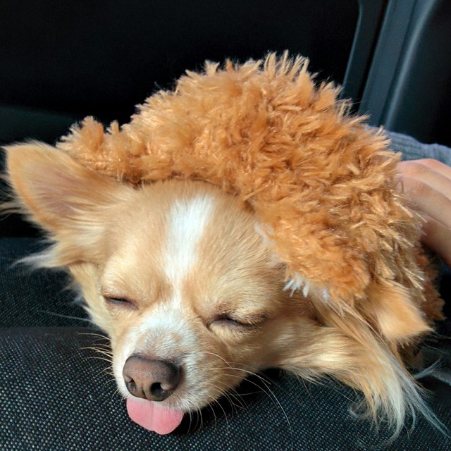 チワワ