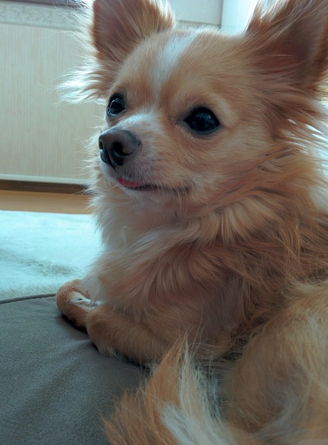 チワワ