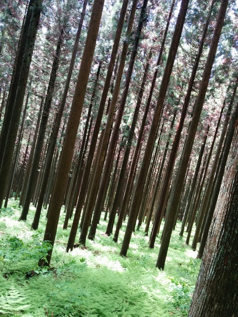 下呂御前山