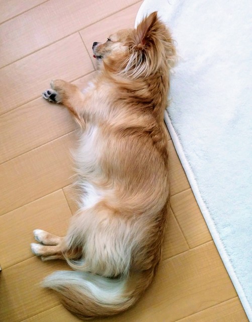 チワワ