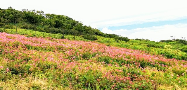 伊吹山