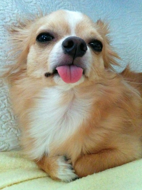 わんわん日記