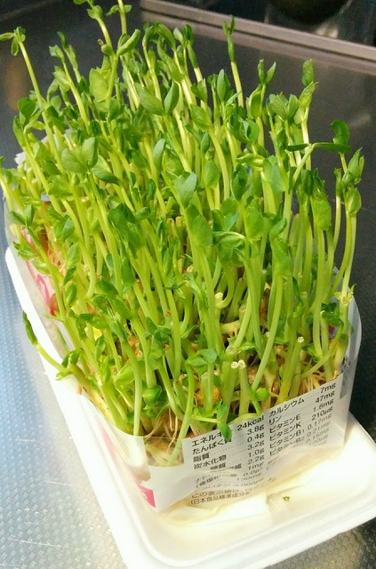豆苗