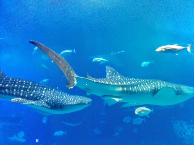 美ら海水族館