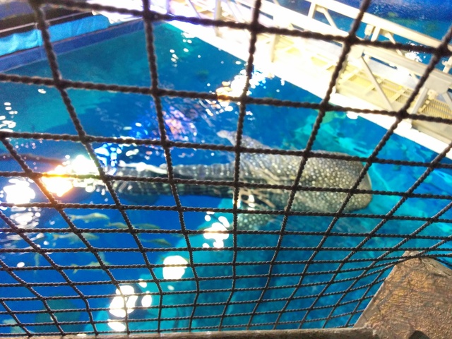 美ら海水族館