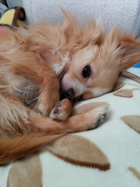 ヴェル